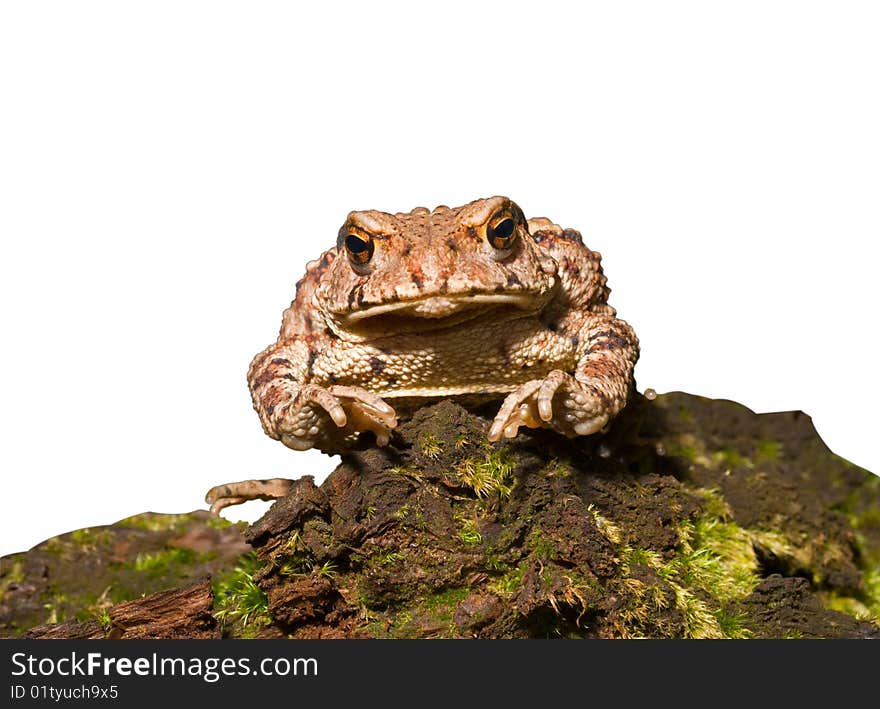 Toad (Bufo gargarizans) 11