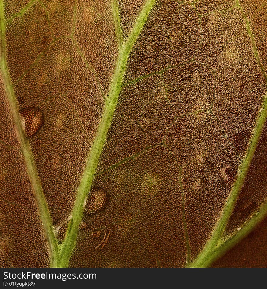 Begonia leaf with drops of water, closeup