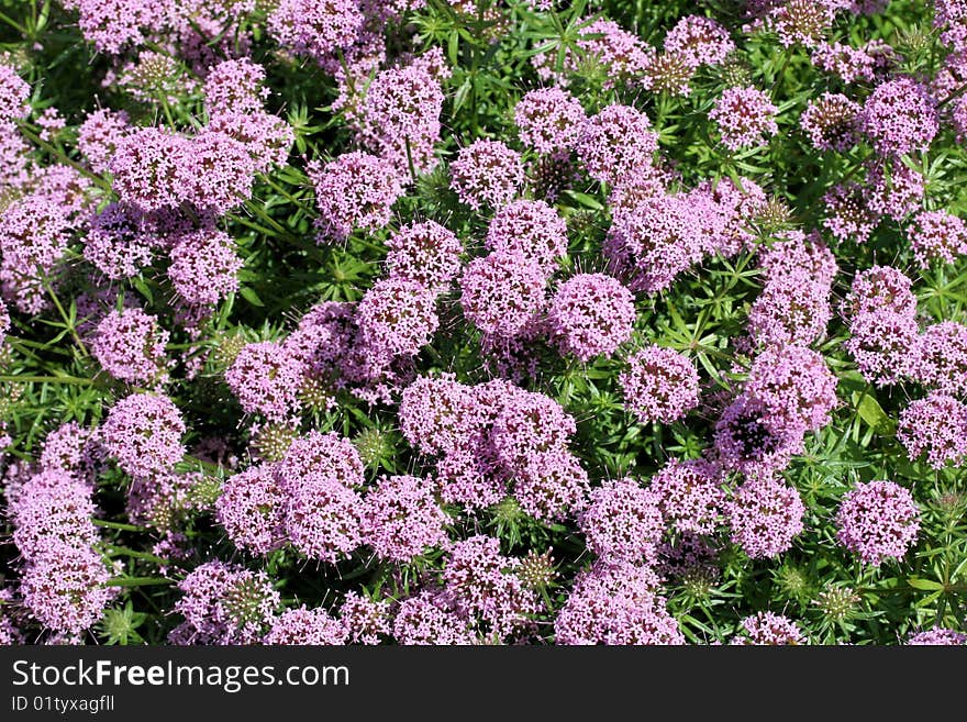 A group of purple Alliums