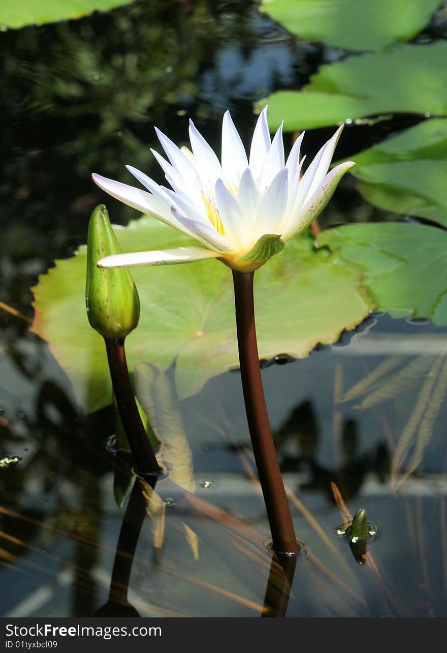 Water lily