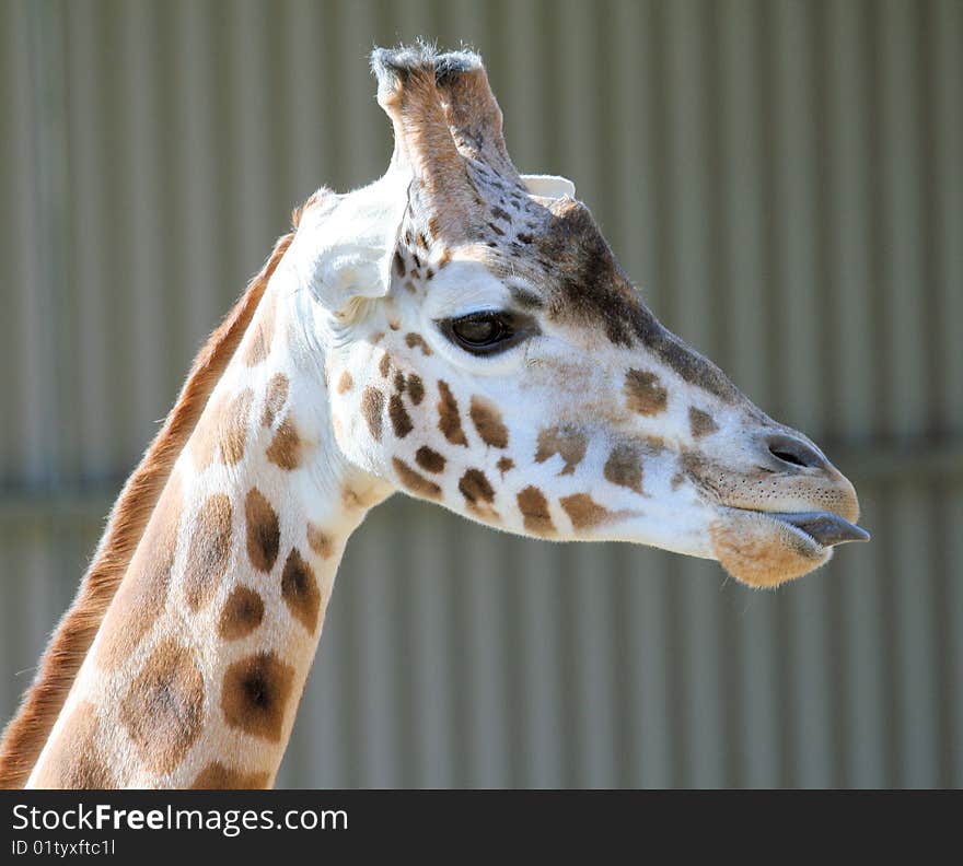 Single giraffe animal head shot. Single giraffe animal head shot