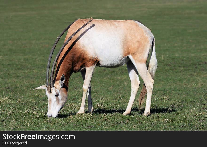 Single Scimitar-horned oryx animal