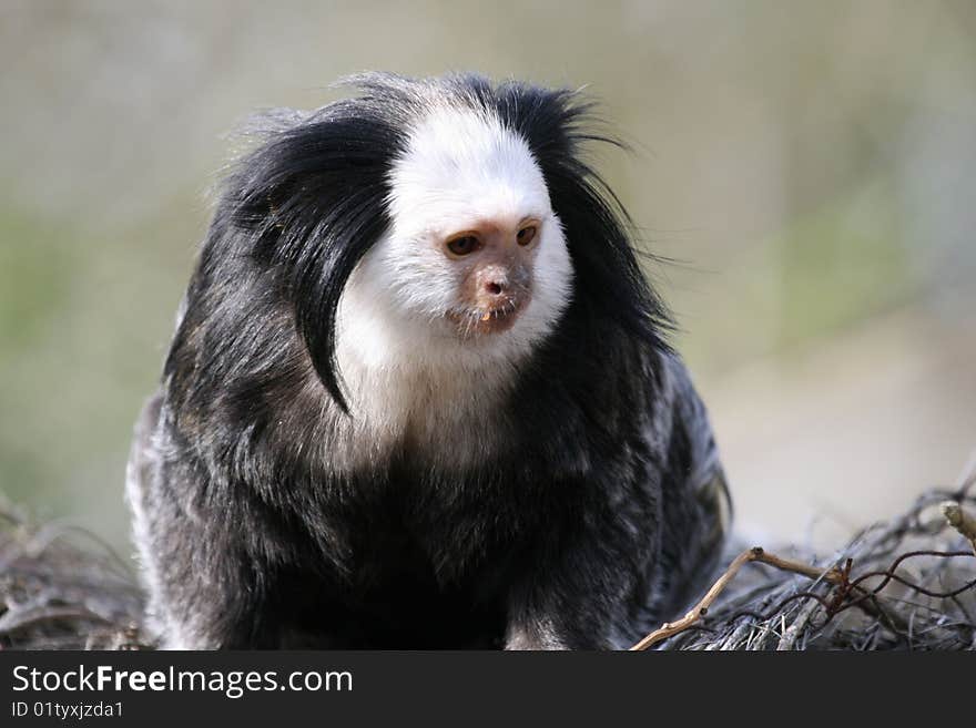 Marmoset