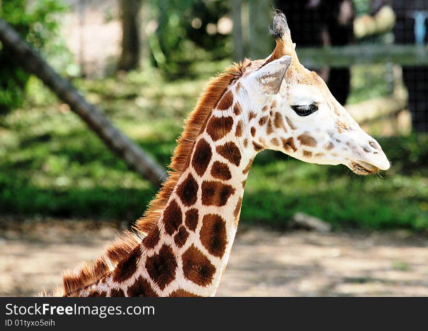 Young male giraffe in a zoo. Young male giraffe in a zoo