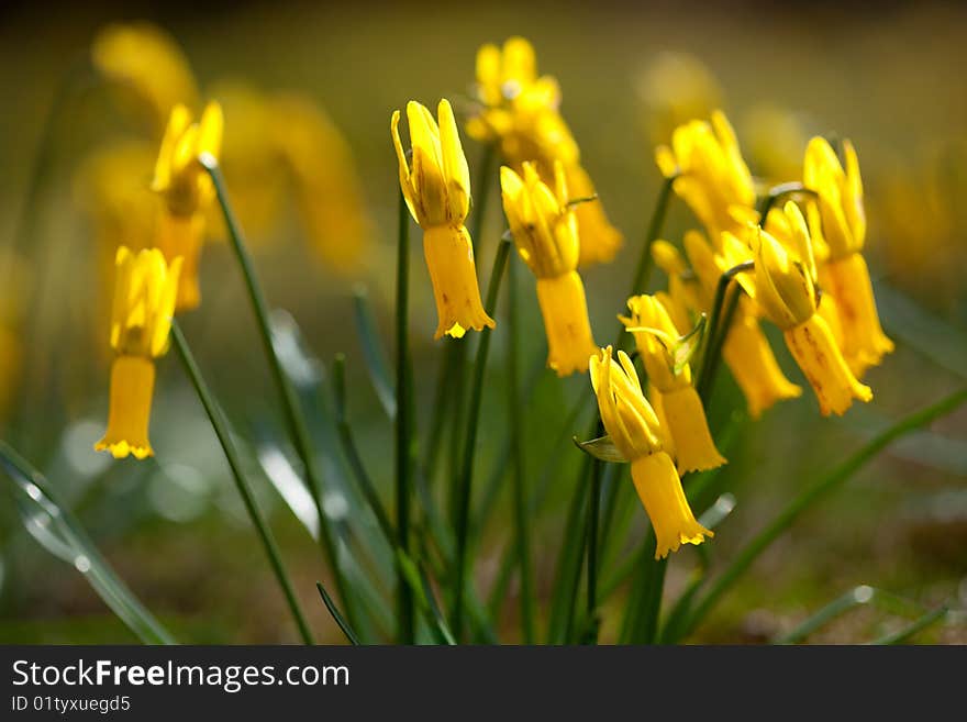 Wild yellow narcissus flowers on spring meadow. Wild yellow narcissus flowers on spring meadow