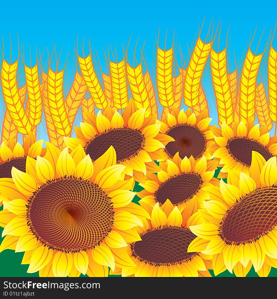 Vector sunflowers