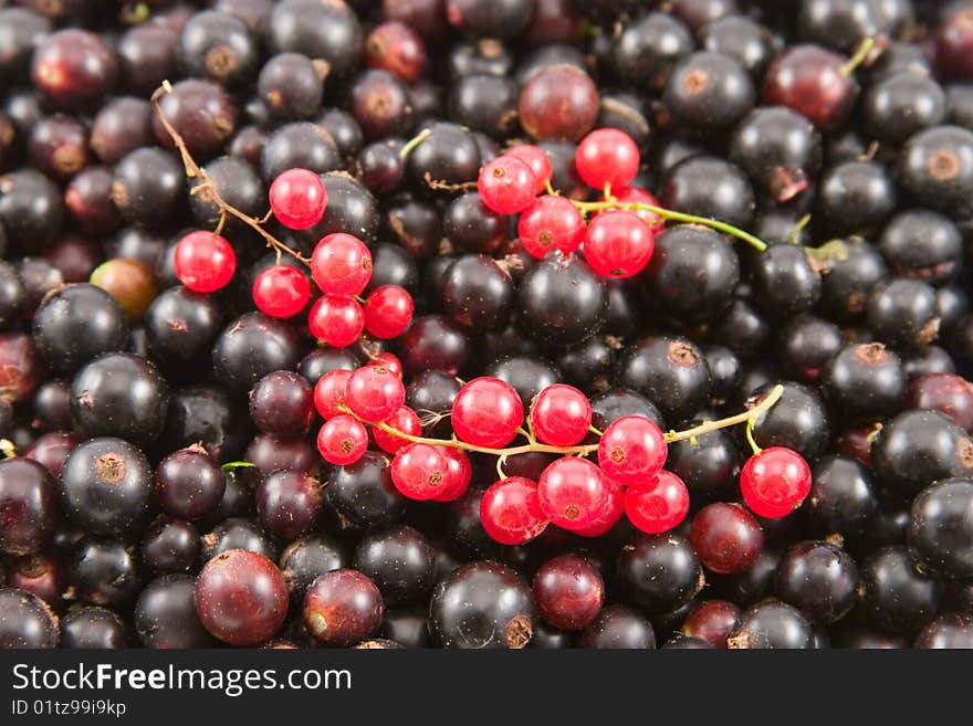 Colorful background of fresh berries of currant