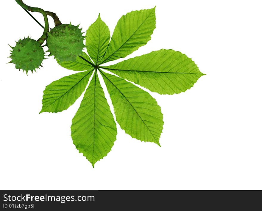 Chestnuts and leaf on white background