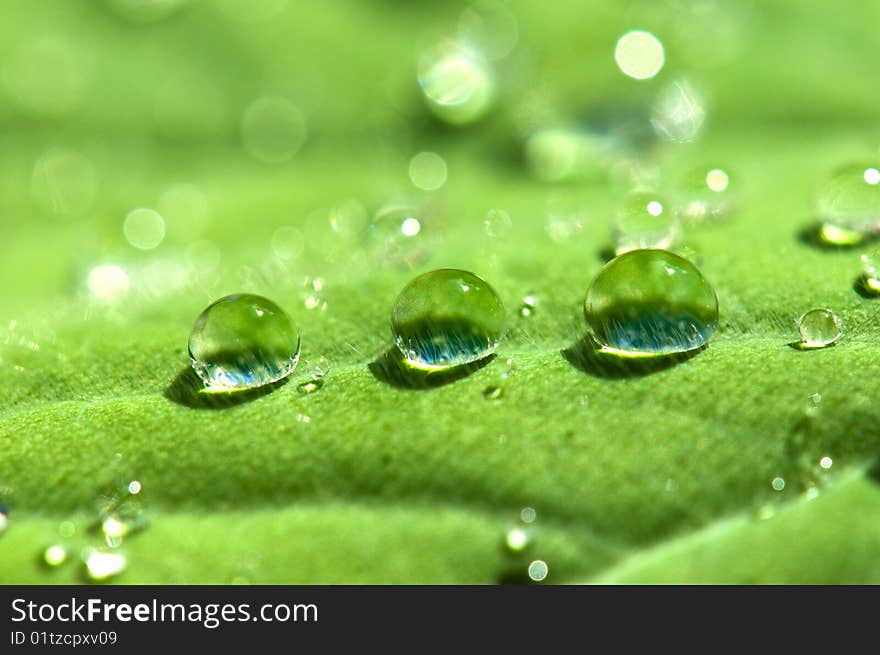 Water drops on green leaf. Water drops on green leaf