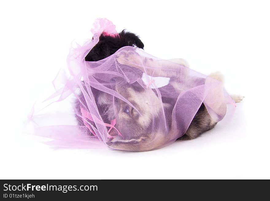 The first kiss of the dog grooms and bride on the white isolated background; the groom and bride were closed by a grid