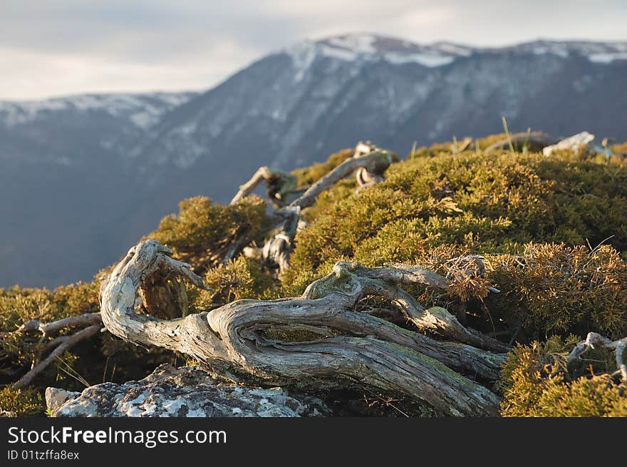 Waved juniper meet the Sun in the mountains. Waved juniper meet the Sun in the mountains