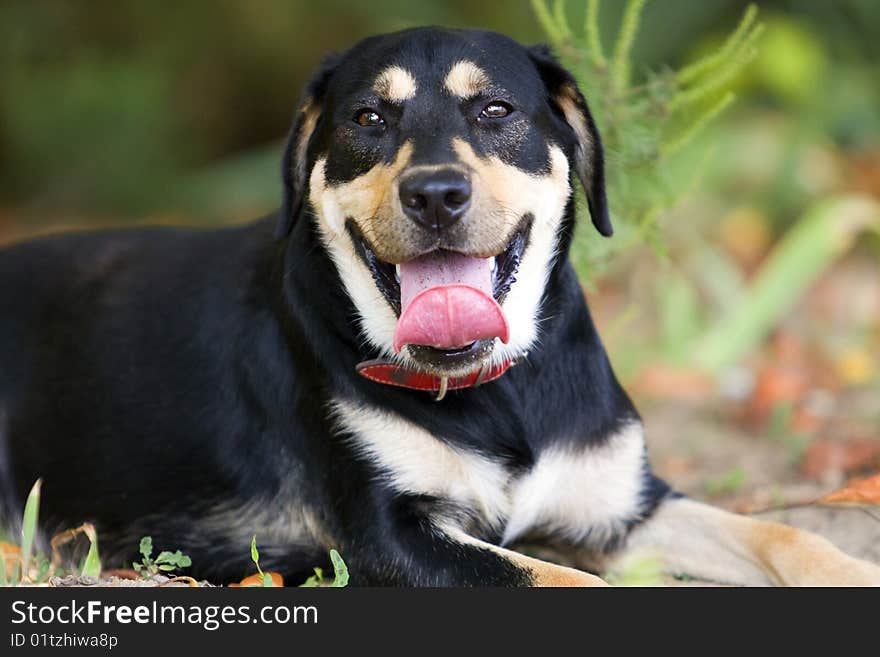 Chocolate with black labrador, portrait