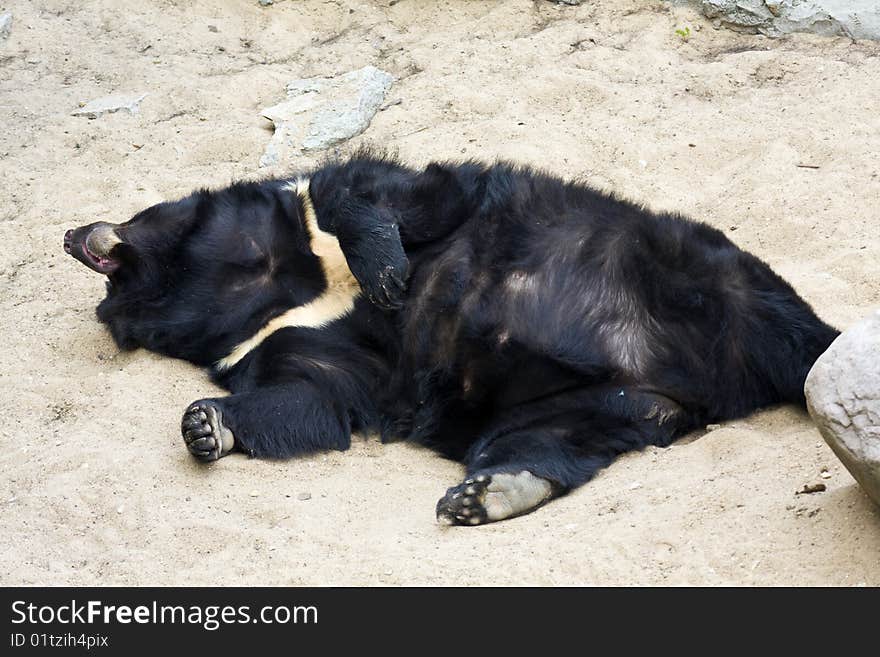 Sleeping bear heating the summer sun