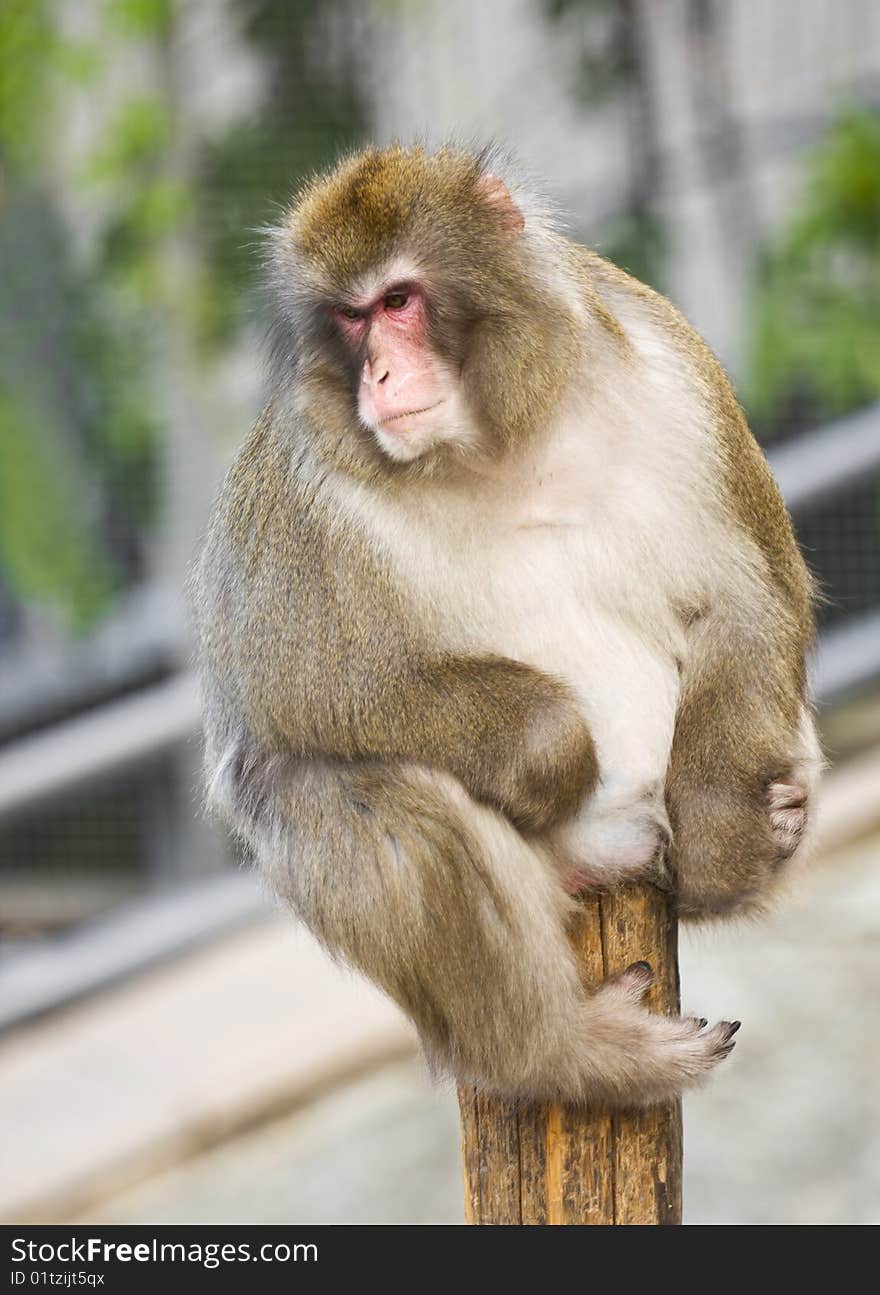 Funny monkey sits on the log