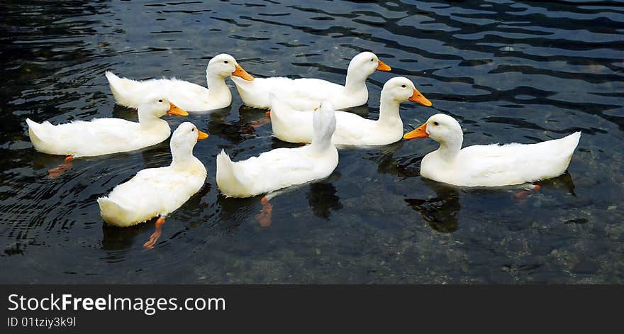 Seven ducks are swimming in the river.