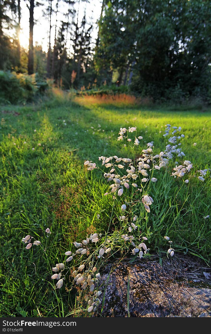 Flowers in countryside