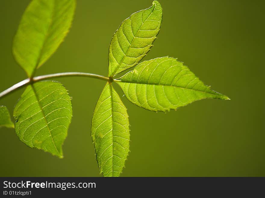 Leaf isolated on the green background