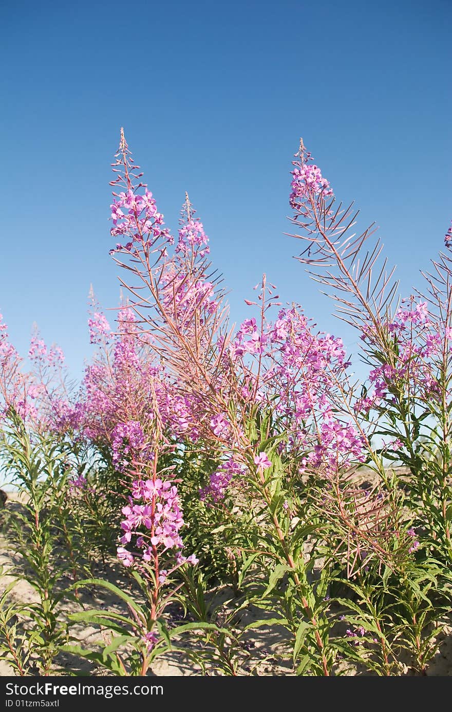 Field flower of vast spaces of earth. Field flower of vast spaces of earth