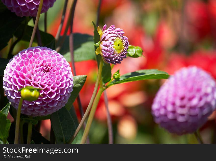 Shot of purple exotic flower. Shot of purple exotic flower