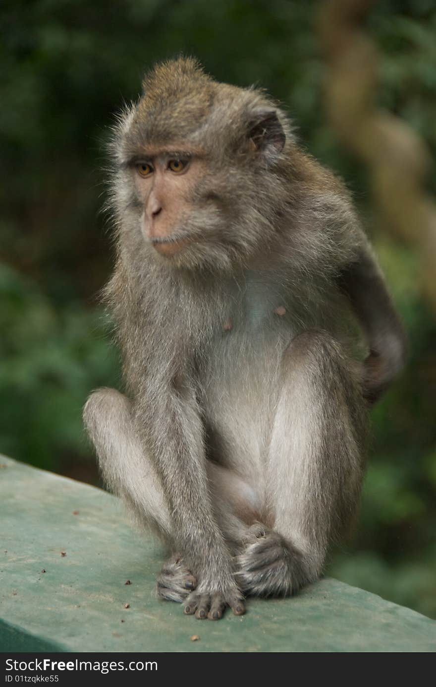 Monkey of the Monkey Forest Temple, Ubud - Bali