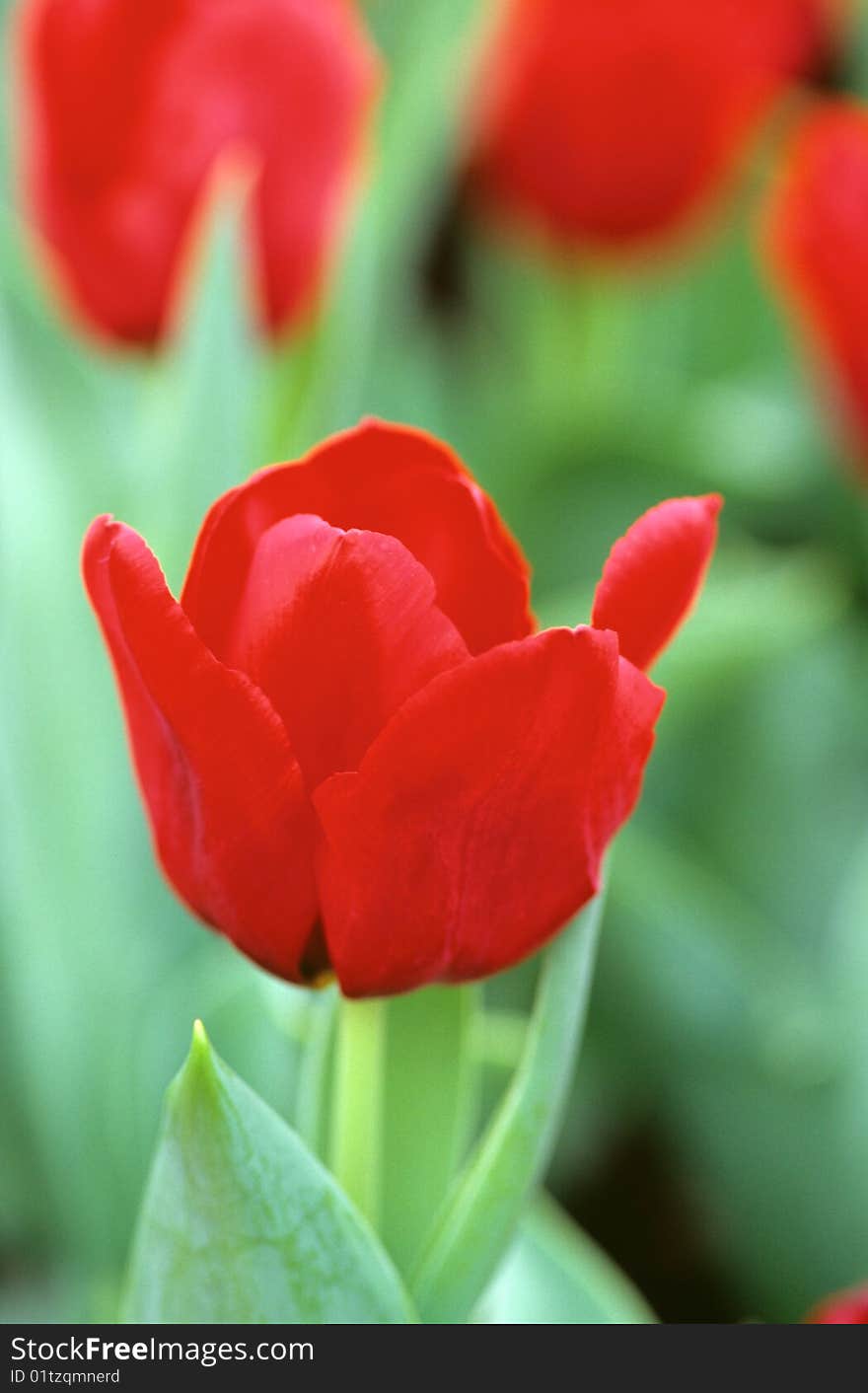 Tulip Flowers