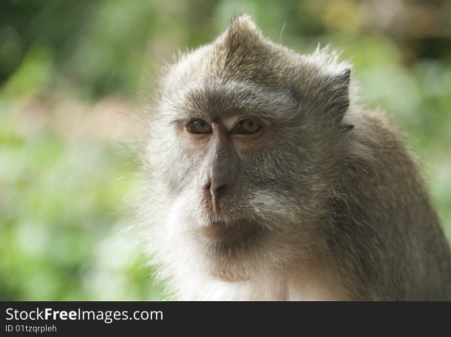 Monkey of the Monkey Forest Temple, Ubud - Bali