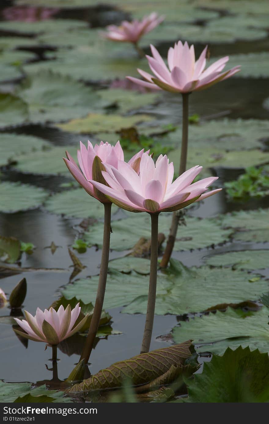 The shot of blooming pink lotus flowers