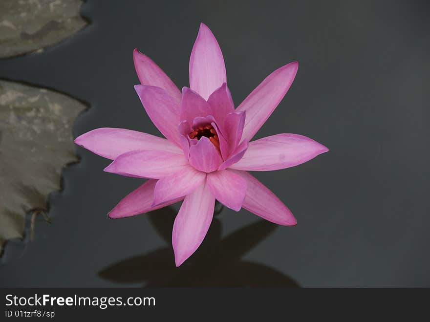 Close up shot of pink waterlily