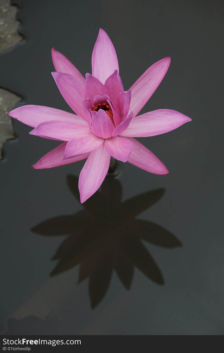 Close up shot of pink waterlily