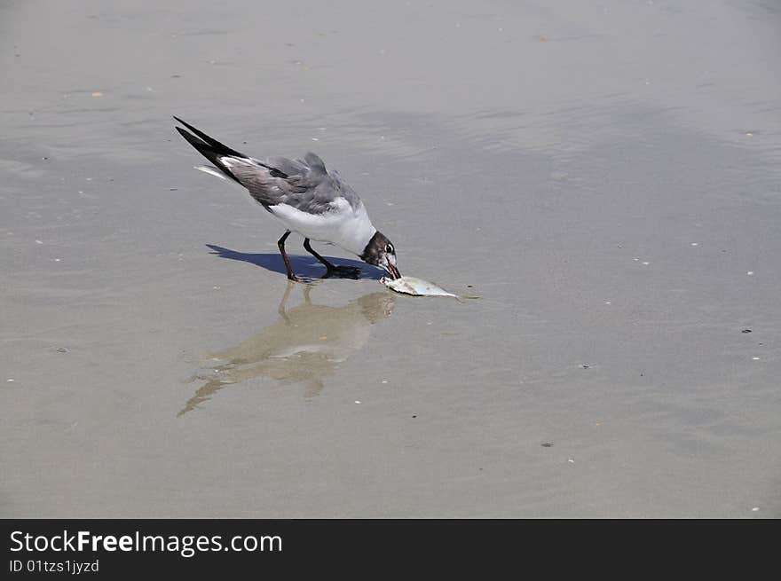 Bird eating fish on a beach