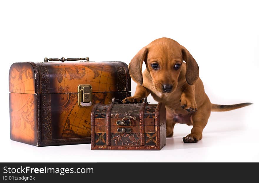 Dachshund puppy