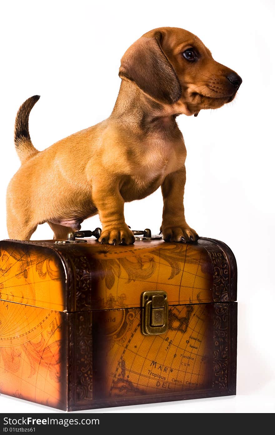 Dachshund puppy