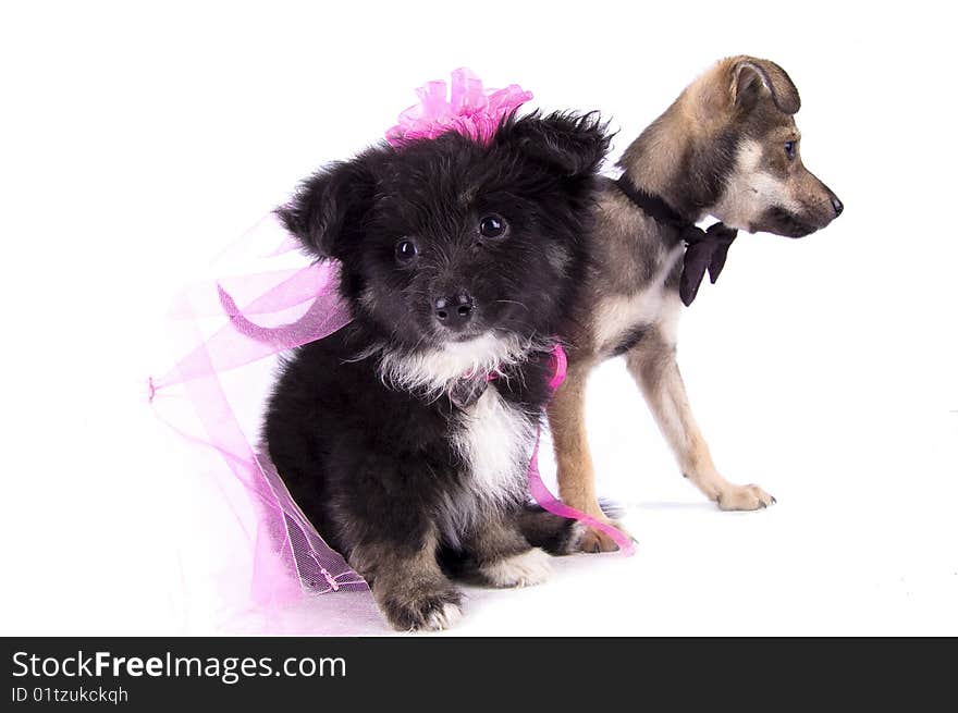 The dog groom and bride on the white isolated background. The dog groom and bride on the white isolated background