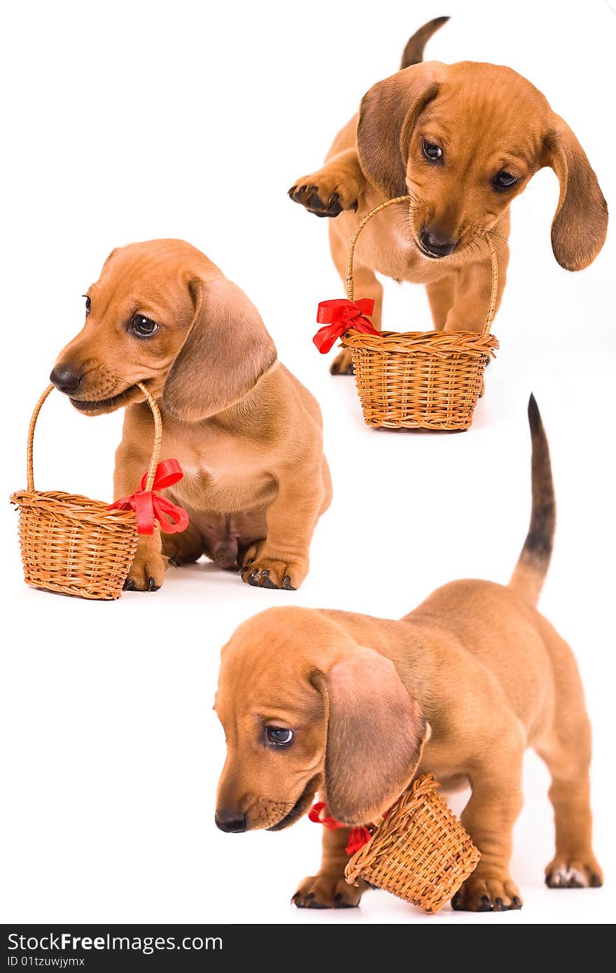 Puppy red Dachshund has a wicker basket. Puppy red Dachshund has a wicker basket