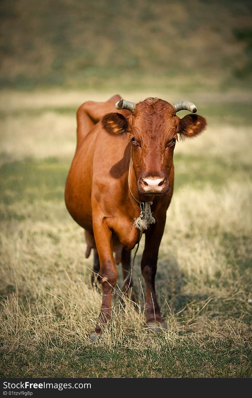 A cow having rest at the mountain of Crimea