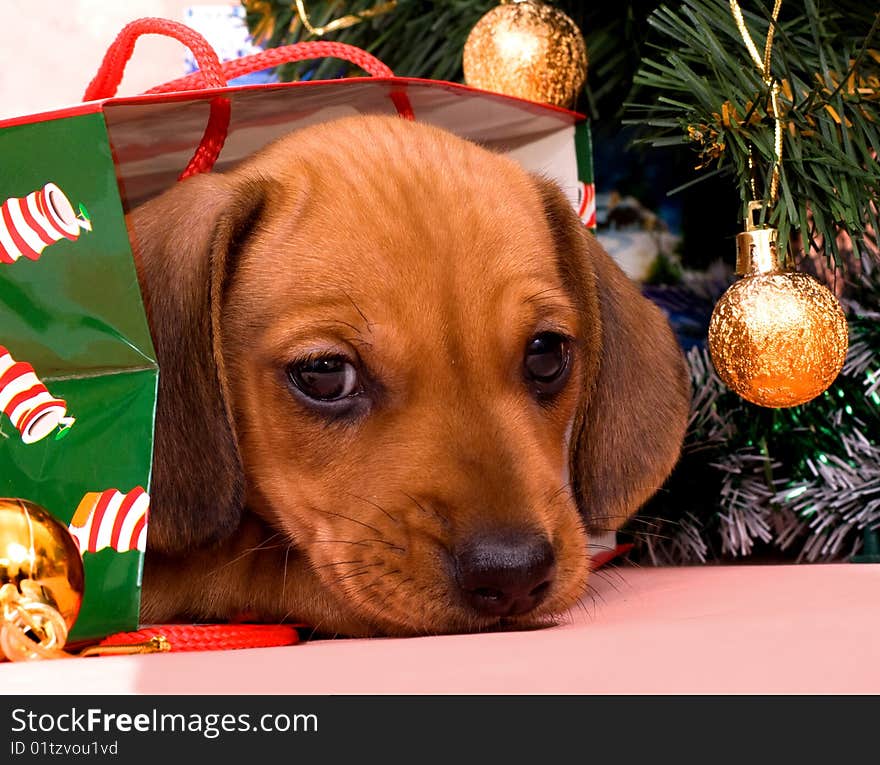 Puppy red Dachshund lies in the package for gifts for a festive tree. Puppy red Dachshund lies in the package for gifts for a festive tree