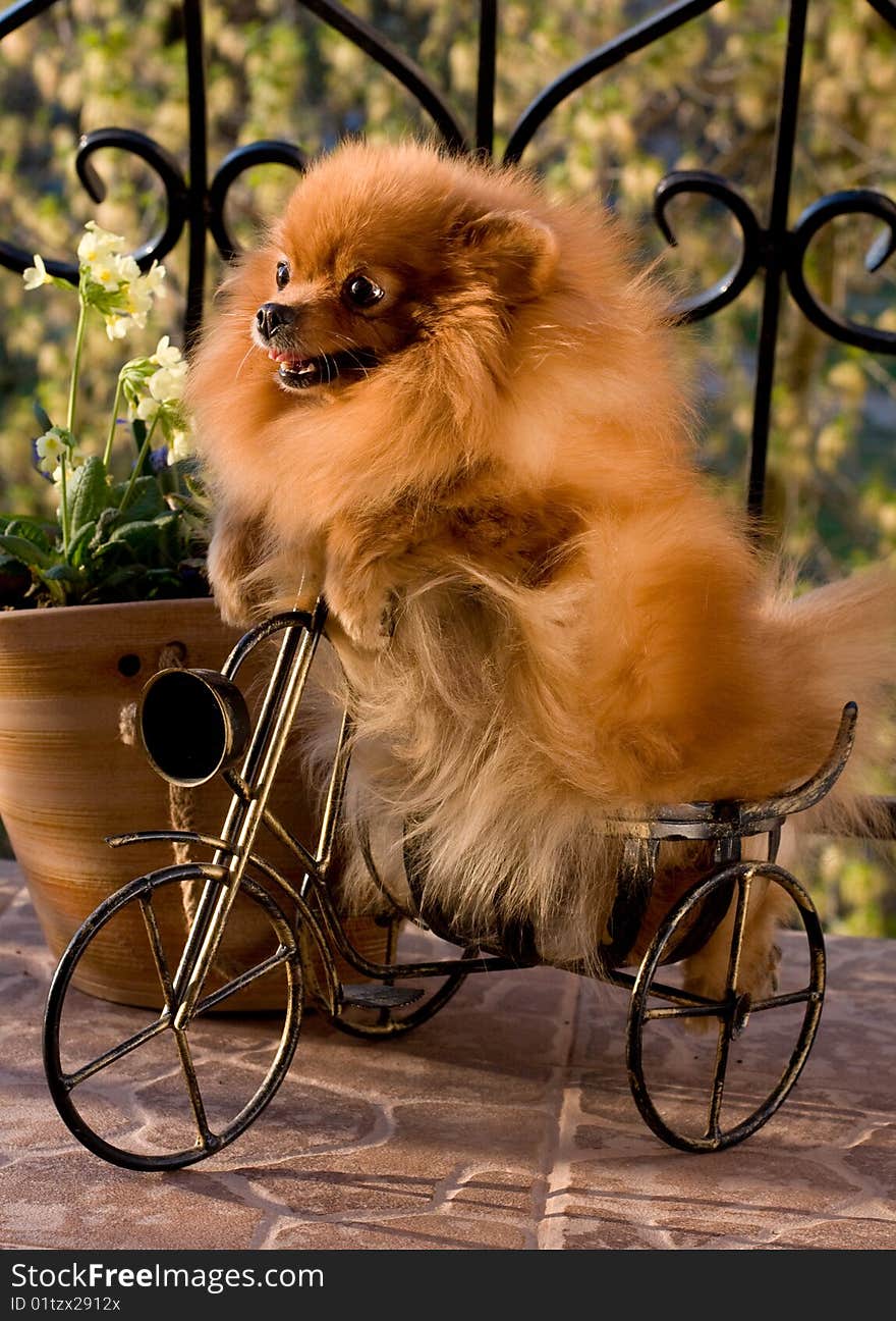 dog with bushy red hair breeds spitz