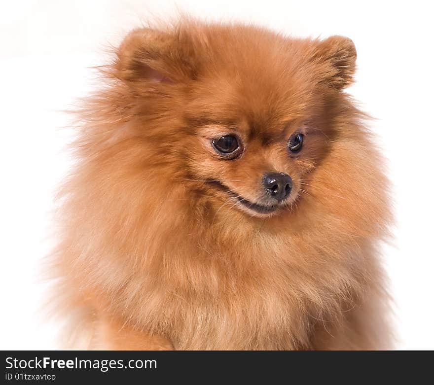 Dog with bushy red hair breeds spitz