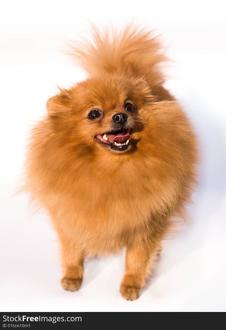 Dog with bushy red hair breeds spitz