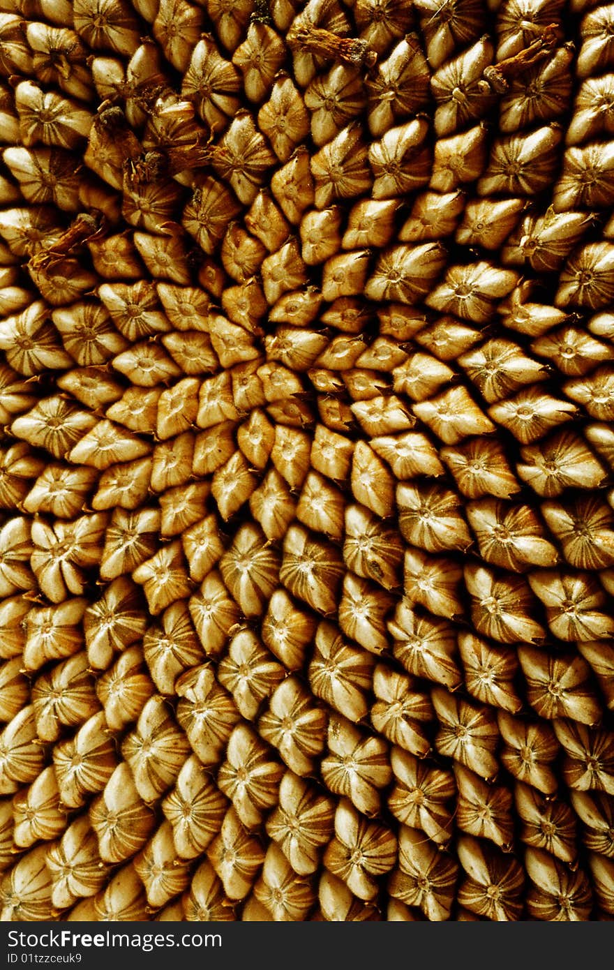 Closeup sunflower seeds in flower head