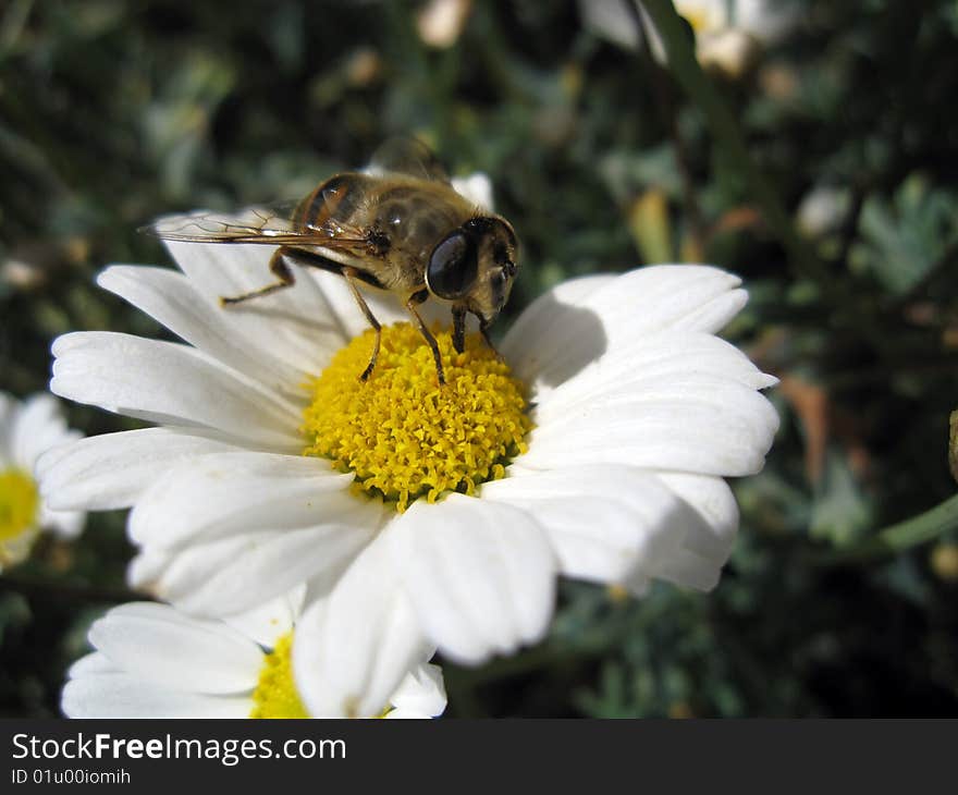 Nice bee is sitting on a marguerite in the grass