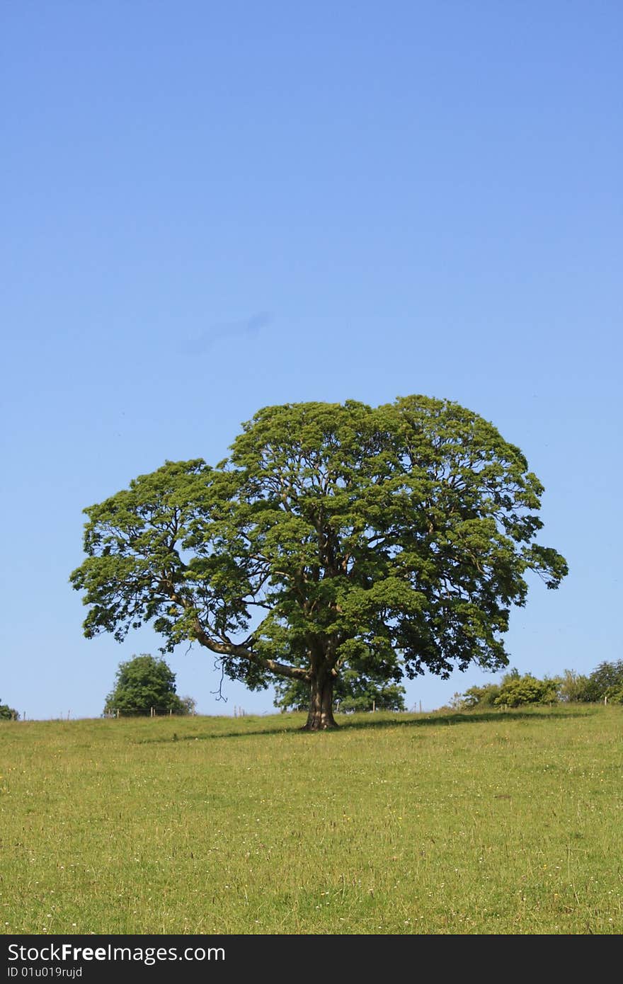 Tree in a field