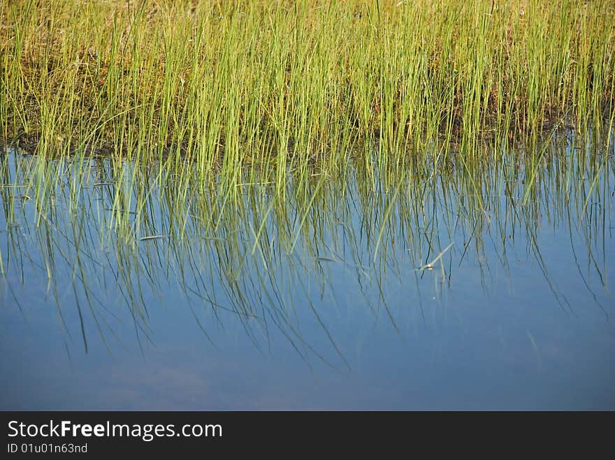 Shallow aquatic grass of north bogs