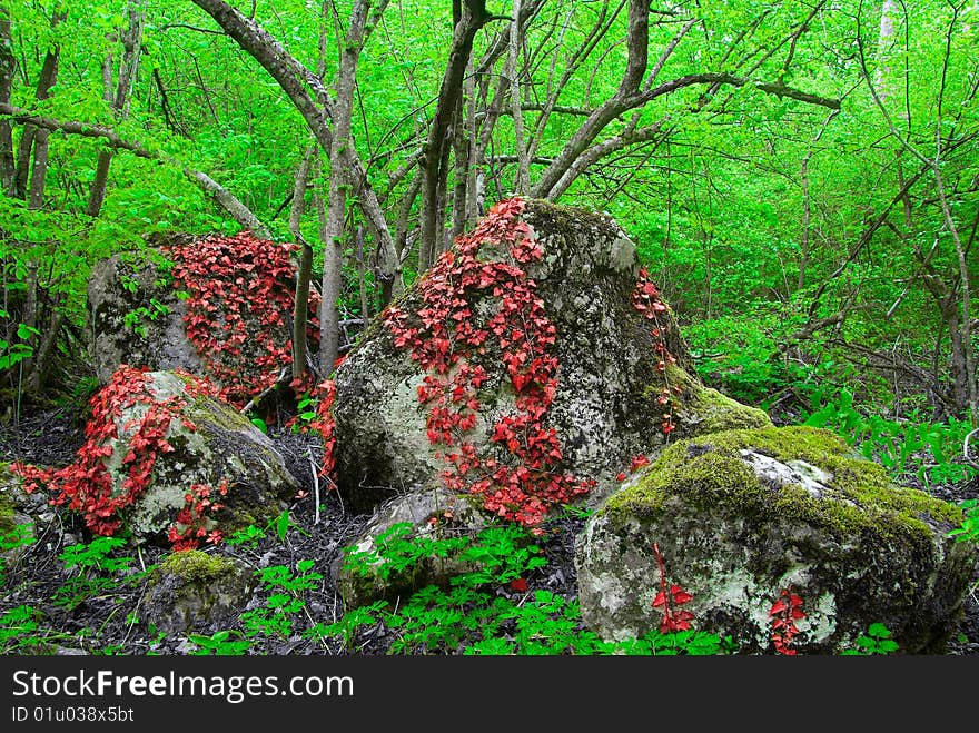 Red and green leaves in the deep forest. Red and green leaves in the deep forest