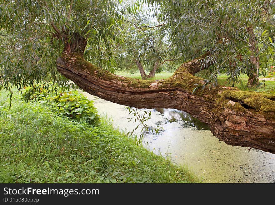 Fantastic pond