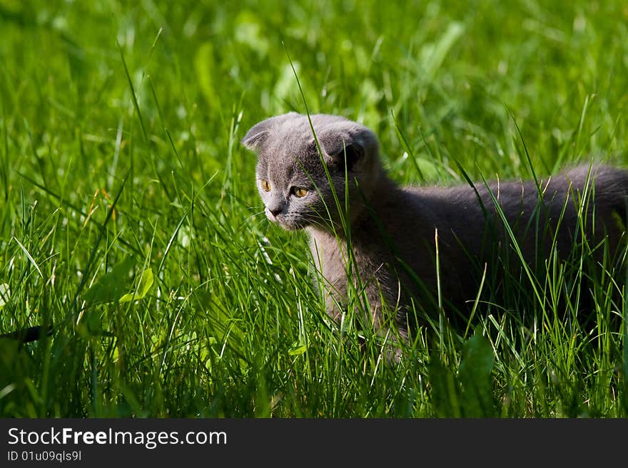 Little kitten playing on the grass close up