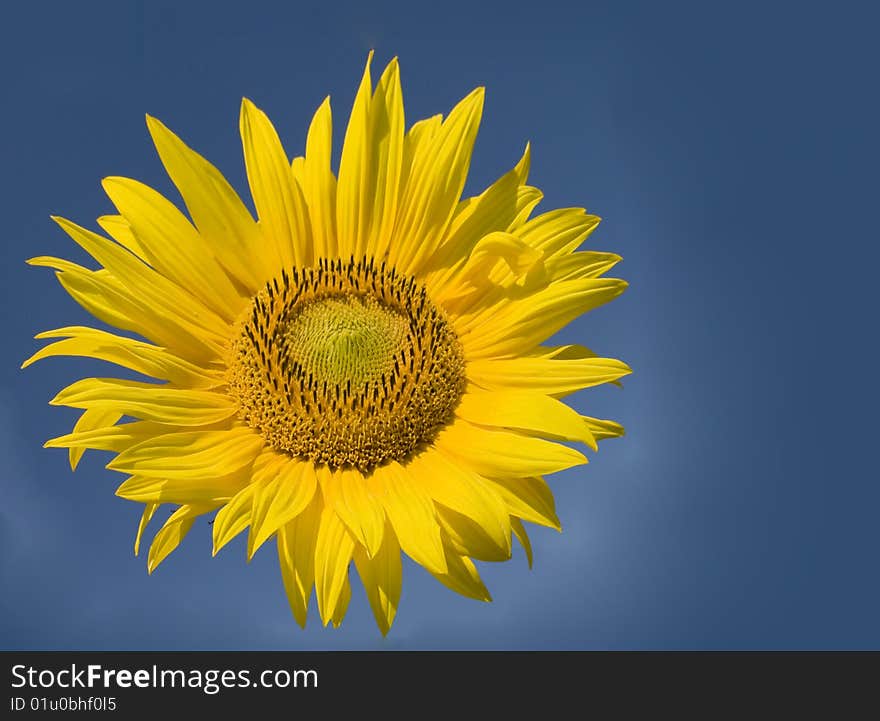 Beautiful sunflower against dark blue sky