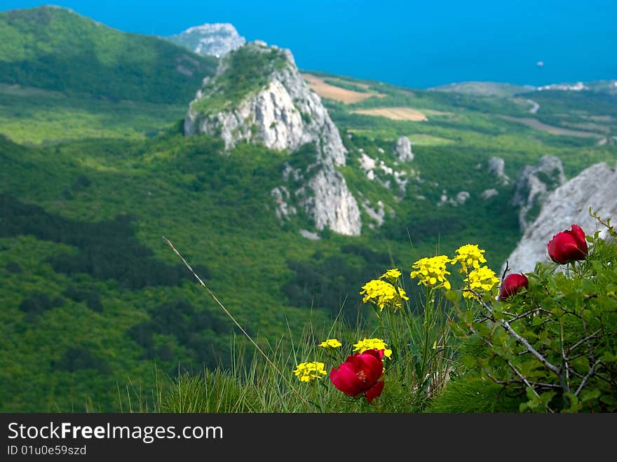 Red peony flowers