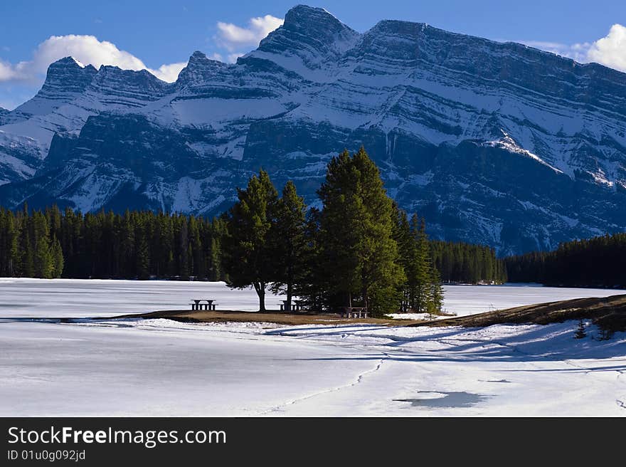 It's the green tree in amount the snow mountain. It's the green tree in amount the snow mountain.