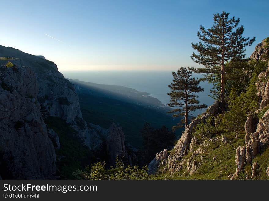 Cliff Hanger Tree Growing On Rock